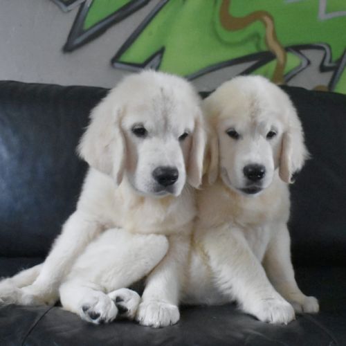 Chiots golden retriever #7