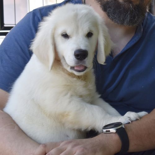 Chiots golden retriever #8