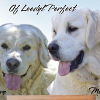 Chiots golden retriever #2