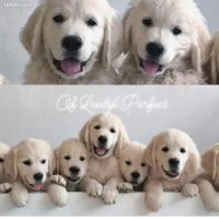Chiots golden retriever #3