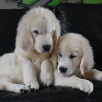 Chiots golden retriever #4