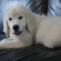Chiots golden retriever #6