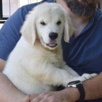 Chiots golden retriever #8