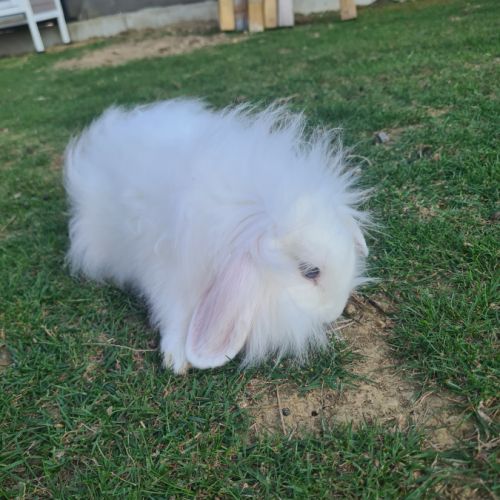 Lapin angora anglais croisé bélier
