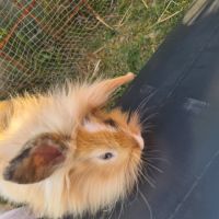 Lapin angora anglais croisé bélier #2