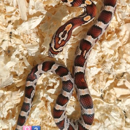 Pantherophis het scaleless #1