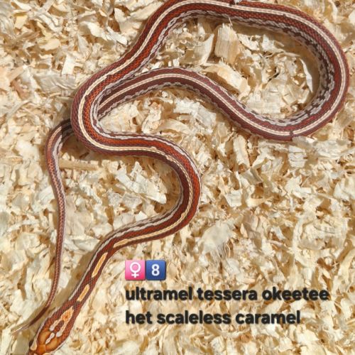 Pantherophis het scaleless #2