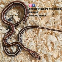 Pantherophis het scaleless