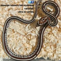 Pantherophis het scaleless #4