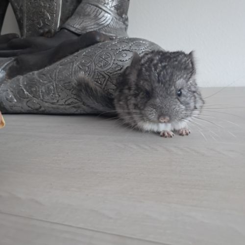 Chinchilla mâle