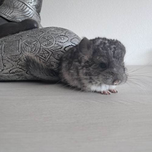 Chinchilla mâle #2