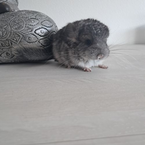 Chinchilla mâle #3