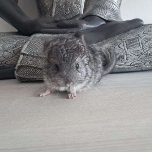 Chinchilla mâle #5