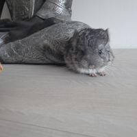 Chinchilla mâle
