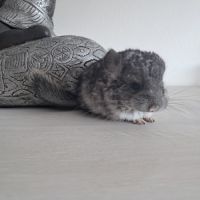 Chinchilla mâle #2