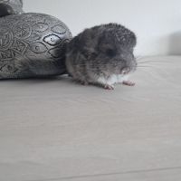 Chinchilla mâle #3