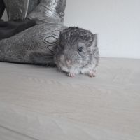 Chinchilla mâle #4