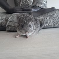 Chinchilla mâle #5