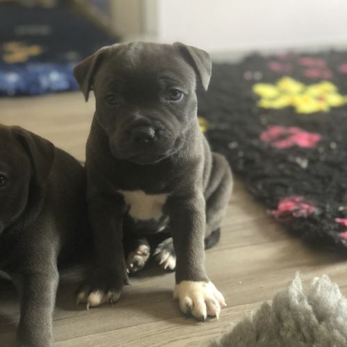 Magnifique femelle bleu staffordshire bull terrier