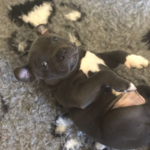 Magnifique femelle bleu staffordshire bull terrier #2