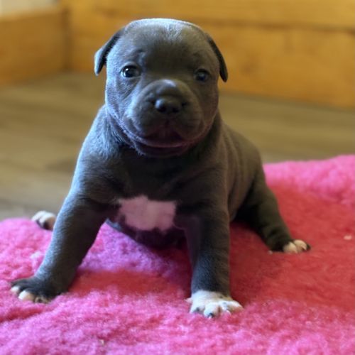 Magnifique femelle bleu staffordshire bull terrier #4