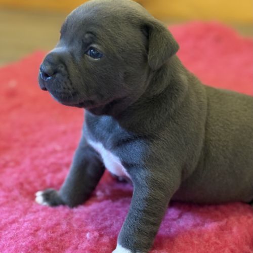 Magnifique femelle bleu staffordshire bull terrier #5