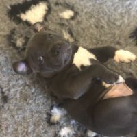 Magnifique femelle bleu staffordshire bull terrier #2