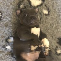 Magnifique femelle bleu staffordshire bull terrier #3