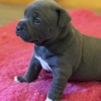 Magnifique femelle bleu staffordshire bull terrier #5
