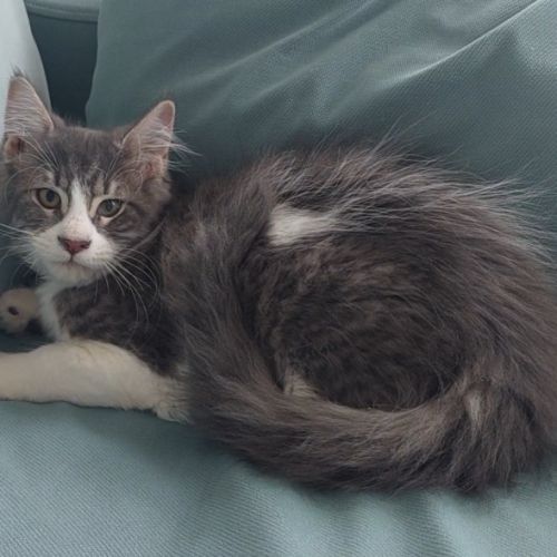 Chaton maine coon loof femelle #0