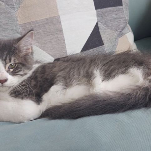 Chaton maine coon loof femelle #2