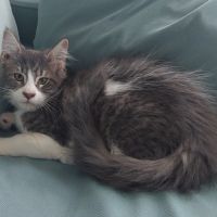 Chaton maine coon loof femelle