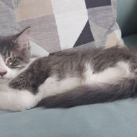 Chaton maine coon loof femelle #2