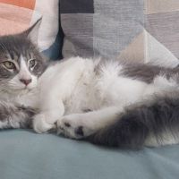 Chaton maine coon loof femelle #3