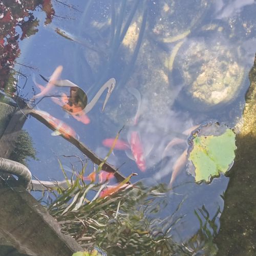 Carpe koi /carpe amour/ poisson rouge