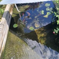 Carpe koi /carpe amour/ poisson rouge #1