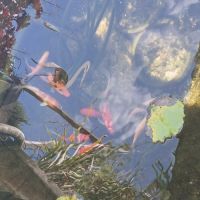 Carpe koi /carpe amour/ poisson rouge