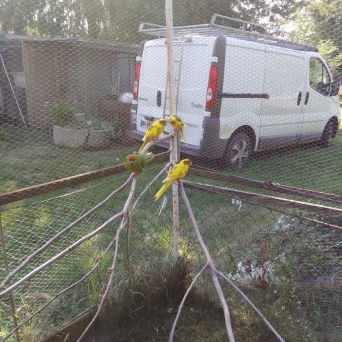 Mâles kakariki de l année #1