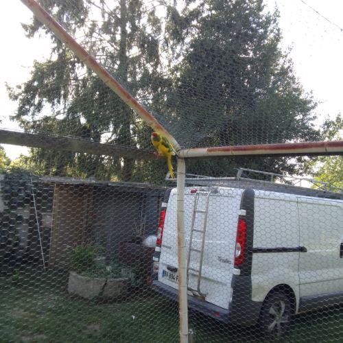 Mâles kakariki de l année #2