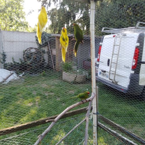 Mâles kakariki de l année