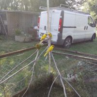 Mâles kakariki de l année #1