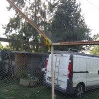 Mâles kakariki de l année #2