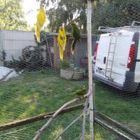 Mâles kakariki de l année #0