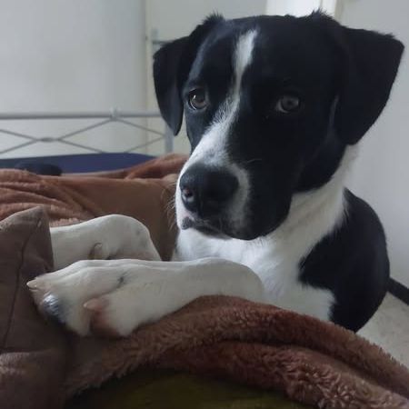 Zen à l'adoption #1