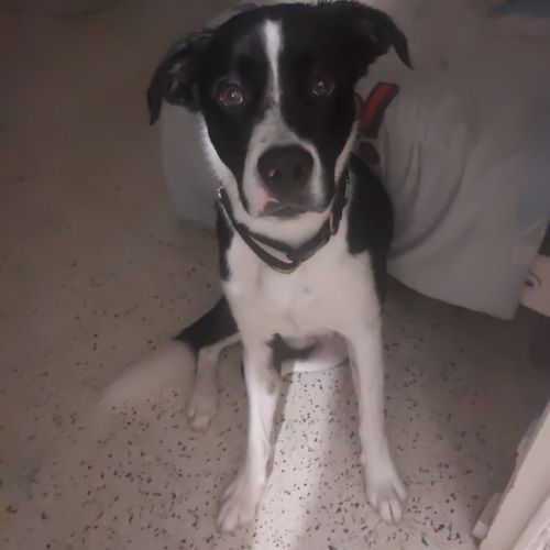 Zen à l'adoption #0