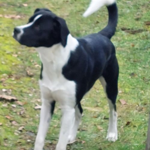 Zen à l'adoption #3