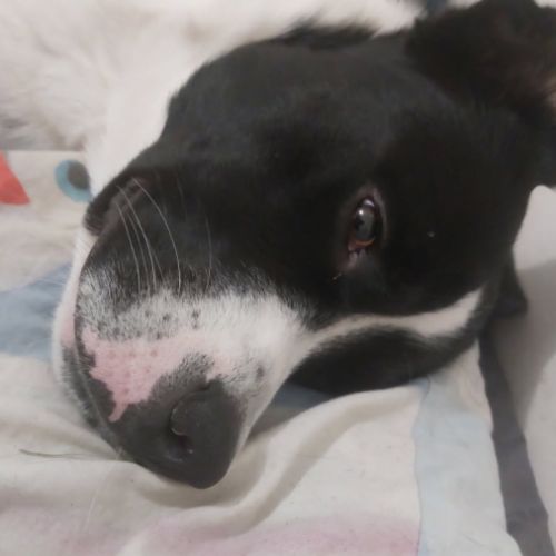 Zen à l'adoption #4