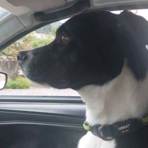 Zen à l'adoption #5