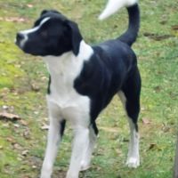 Zen à l'adoption #3