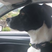 Zen à l'adoption #5